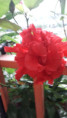 /album/galeria-2/dupla-hibiszkusvirag-jpg2/